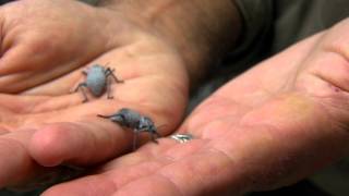 Blue Death Feigning Beetle  Cincinnati Zoo [upl. by Nyladam]