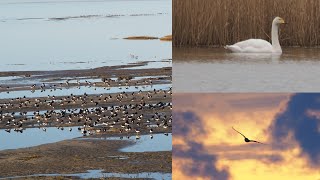 Singschwan Sumpfohreule Limikolen🦆🦢🦉 Vogelbeobachtung auf Juist [upl. by Enomahs]