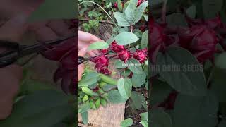 Harvesting Hibiscus gardening [upl. by Couture]