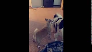 One Dog Twerks for Another [upl. by Seavey]