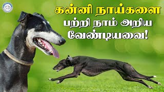 கன்னி நாய்களை பற்றி நாம் அறிய வேண்டியவை  Alangu Dog Farm [upl. by Atikcir790]