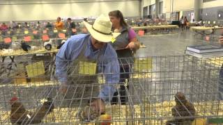 Chicken Show Judging [upl. by Annabela]