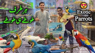 Biggest Setup Of Rare Exotic Parrots at Saddar Birds Market Karachi  Macaw Parrot Cockatoo Parrot [upl. by Airak239]