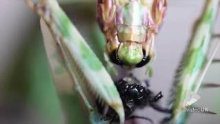 Viral Video UK Devils flower mantis eats fly [upl. by Ytoc391]