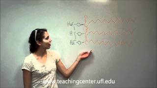 Part 1 How many fatty acids are in a triacylglycerol and how [upl. by Winna]