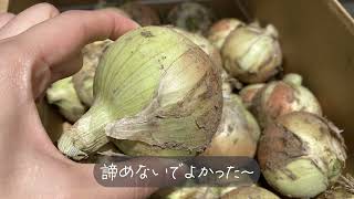 玉ねぎを収穫する 甘いもの好きによる主に100均のたねでお野菜作り 玉ねぎの大量祭りじゃー！！！！！ [upl. by Ecienahs118]