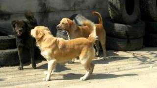 Dog Fights thailand [upl. by Daisie]