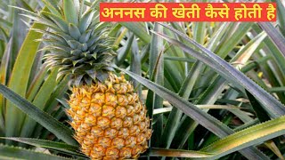 अननस की खेती Ananas ki kheti [upl. by Ennayk]