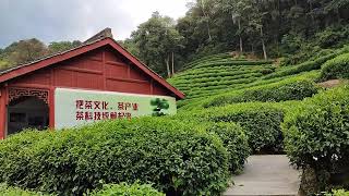 CHINY LONGJING plantacja herbaty Long Jing Tea [upl. by Eralcyram]