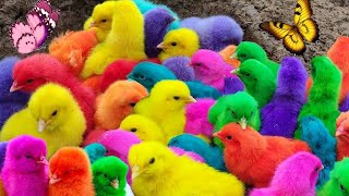 Tangkap Ayam Lucu Ayam Warna Warni Ayam Rainbow Bebek Angsa Ikan Hias Hamster Kelinci Kura [upl. by Reisch343]