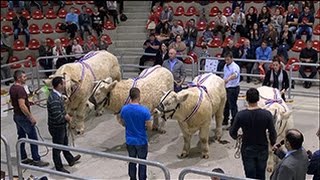 Mon Auvergne quotConcours Charolais de SaintGervais dAuvergne 2015quot [upl. by Vogele]