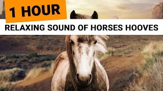 Relaxing Sounds of Horses Hooves 1 Hour 🎧 clip clop ambience for sleep relaxation meditation [upl. by Lyrret]