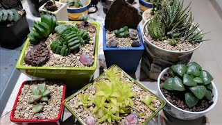 HAWORTHIA  How to Repot amp Propagate [upl. by Drarej]