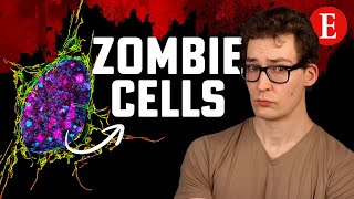 The AntiAging Effect of Removing Zombie Cells 7 Studies [upl. by Yrrap]