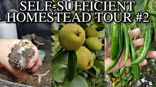 Self Sufficient Homestead Walk Around Tour 2 VLOG [upl. by Annabell]