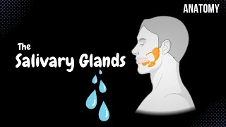 Minor amp Major Salivary Glands Parotid Submandibular Sublingual Anatomy [upl. by Adnohsor]