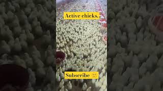 Activeness in chick 🐥broiler poultry foryou poultrydisease medicine probiotics bacteriology [upl. by Lorne217]