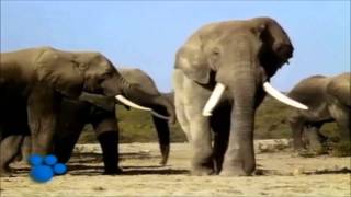 African Elephants  the Biggest Animal in Africa  part 1 [upl. by Renell]