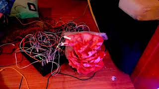 Live Patch and QampA with Mycolyco and Pink Oyster Mushroom [upl. by Dido]