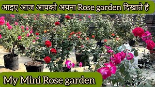 आइए आज आपको अपना Rose 🌹 garden दिखाते है। My mini Rose 🌹 garden। [upl. by Datha648]