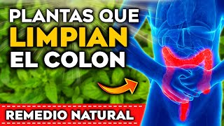 Estas Hierbas LIMPIAN tu COLON Alivian el ESTREÑIMIENTO y DESTAPAN INTESTINOS  Plantas CURATIVAS [upl. by Kendricks995]