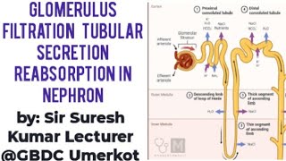 Glomerulus filtration Selective reabsorption Secretion Counter current HindiUrdu By Suresh Kumar [upl. by Amelita837]