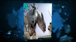 King Of The Sea Tuna  MercuryFree Fancy Tuna  8884678862 [upl. by Trace]