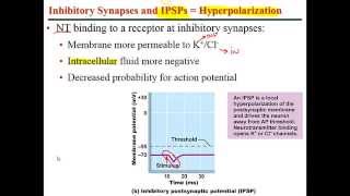 Chapter 11 Lecture C Synapses Neurotransmitters and their effects Reflex Arc [upl. by Frieder]