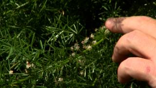 Asparagus fern thrives in sunlight [upl. by Ahsotan]