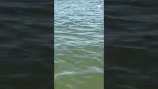 Alligator spotted off shore of Lake Erie [upl. by Yerfej]