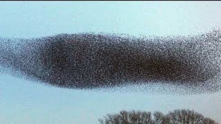 Amazing Starlings in flight [upl. by Schaffer]