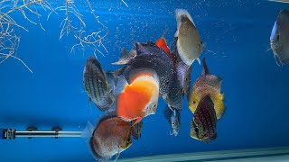 DISCUS TANK PRE WINTER UPDATE  ipdiscus discusfishtank discusfish [upl. by Ramon]