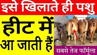 गाय भैंस को हीट में लाने का No1 फार्मूला।Dairyfarm cow and buffalos।ayurvedic treatment in Animals [upl. by Ylellan]