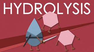 Hydrolysis of carbohydrates [upl. by Julietta]