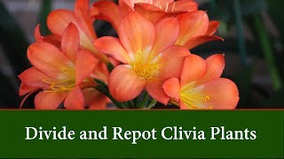 How to Divide and Repot Clivia Plants [upl. by Aicala]