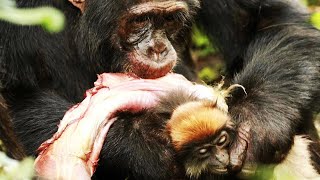 Chimpanzees Strategic Approach to Catching Monkeys [upl. by Nyleve]