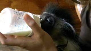 Betsy the colobus monkey [upl. by Ocsirf]