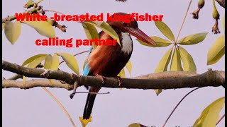 call of whitethroated kingfisher [upl. by Blinny]