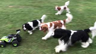 Cavalier King Charles Spaniels chasing cars [upl. by Sehcaep]