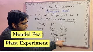 Mendel Pea Plant Experiment Class 10 Heredity and Evolution [upl. by Atile884]