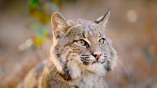 The Mystery and Magic of Bobcats [upl. by Eimas]