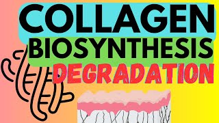 Collagen  Biosynthesis and Degradation [upl. by Hgielyk]