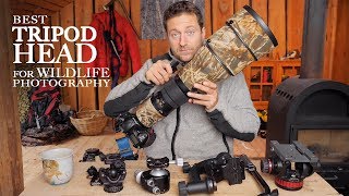 Best TRIPOD HEAD for WILDLIFE PHOTOGRAPHY  Ballhead vs gimbal vs video head photo friday [upl. by Onid694]