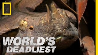 SixFoot Snake Ambushes Prey  Worlds Deadliest [upl. by Isobel587]