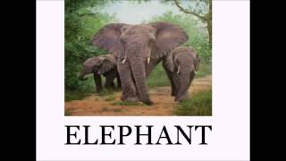 Animal Sounds and Names LOTS of Animals  Educational for Babies  Toddlers  Preschool Age Kids [upl. by Cortney428]