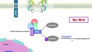 Biosignaling  Canonical Wntβcatenin Signaling [upl. by Camfort]