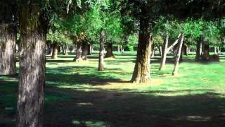 Green Screen Background Footage  Forest Meadow HD [upl. by Greenes]