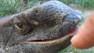 Giant Monitor Lizard Trys To Bite Hand [upl. by Ohl4]