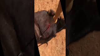 Speared Dead in 16 Seconds Monster African Sable [upl. by Iv]