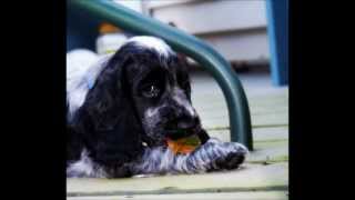 My Blue Roan English Cocker Spaniel growing up [upl. by Iztim375]